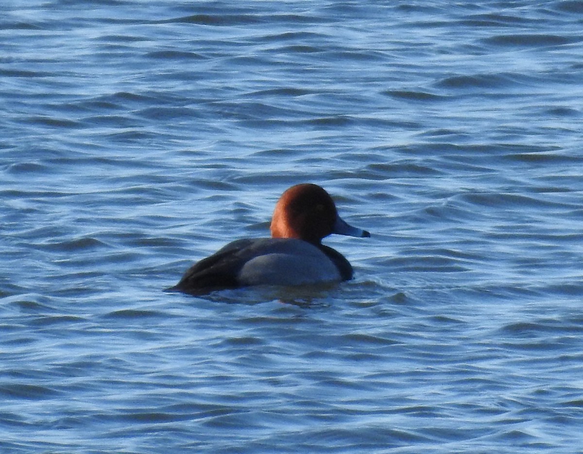 Redhead - ML413666561