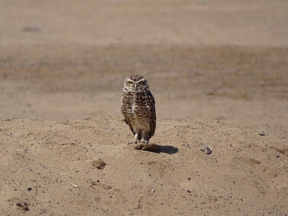 Burrowing Owl - Charly Moreno Taucare