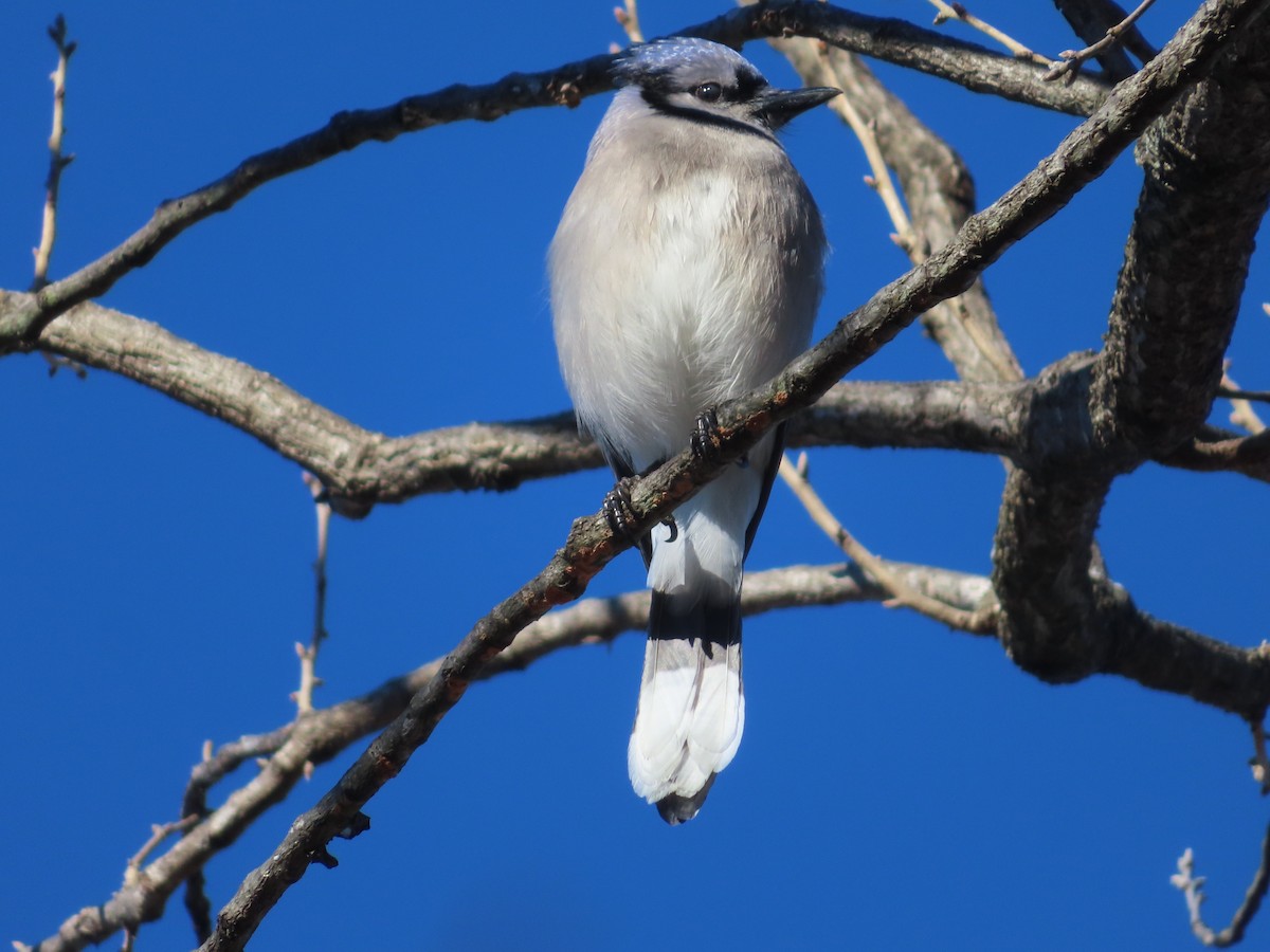 Blue Jay - ML413668631