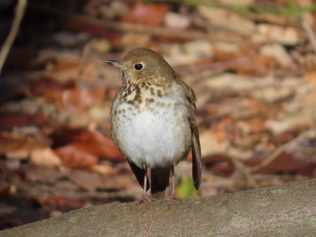 Hermit Thrush - ML413669011