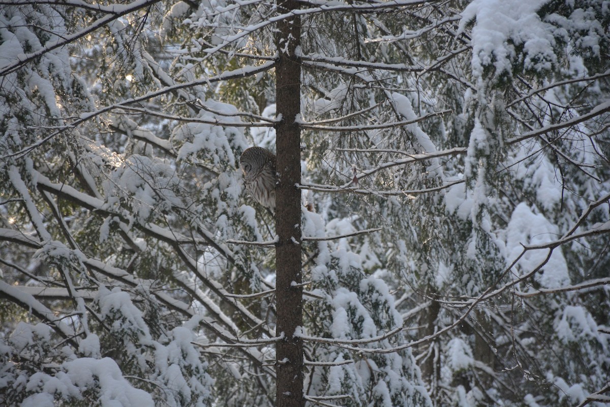 Barred Owl - ML413669071