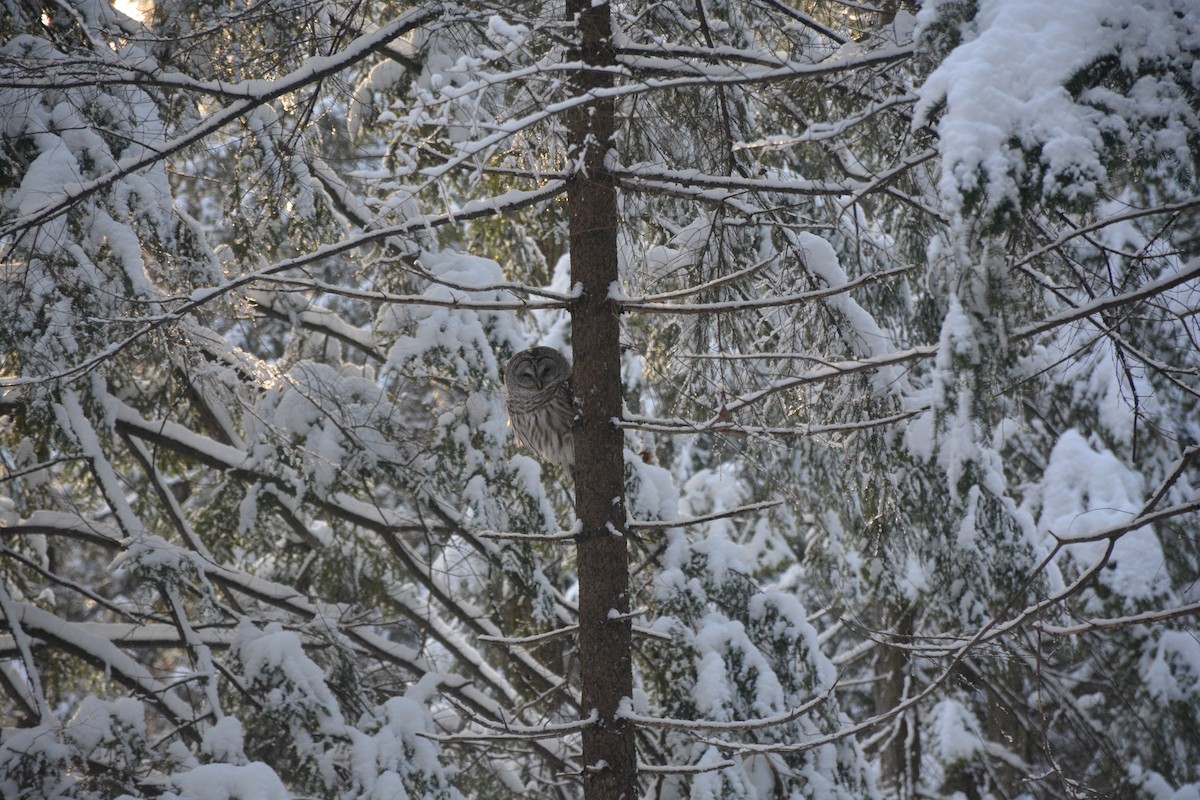 Barred Owl - ML413669591