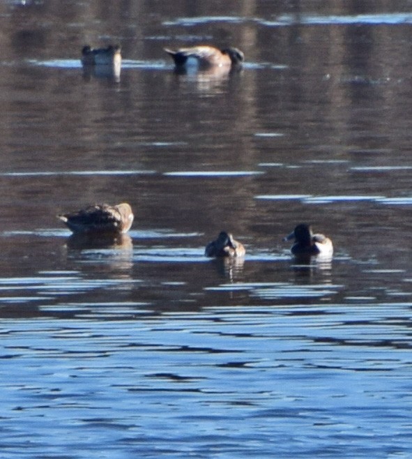 Ring-necked Duck - ML41367131