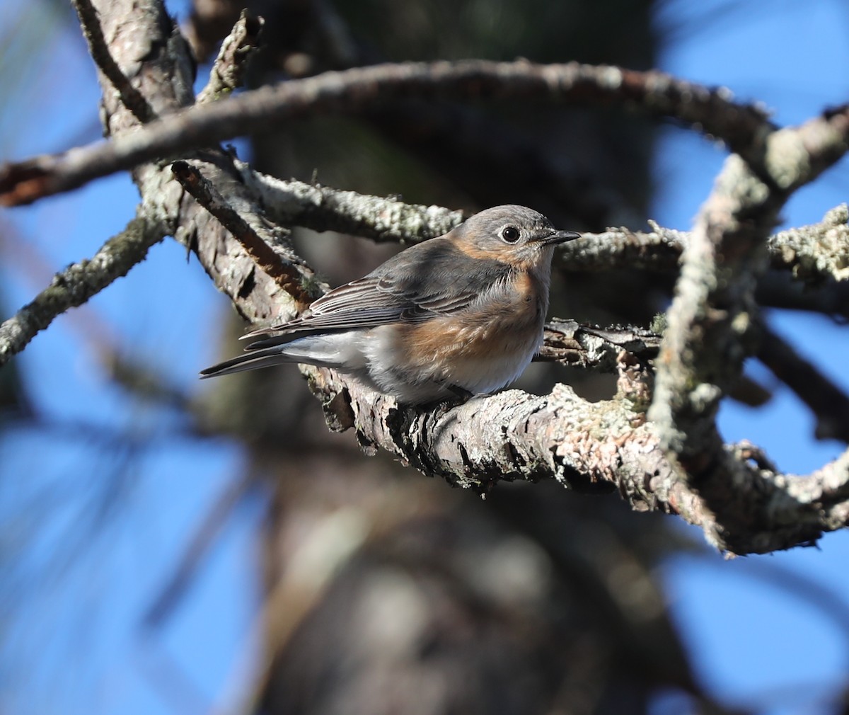 Eastern Bluebird - ML413672691