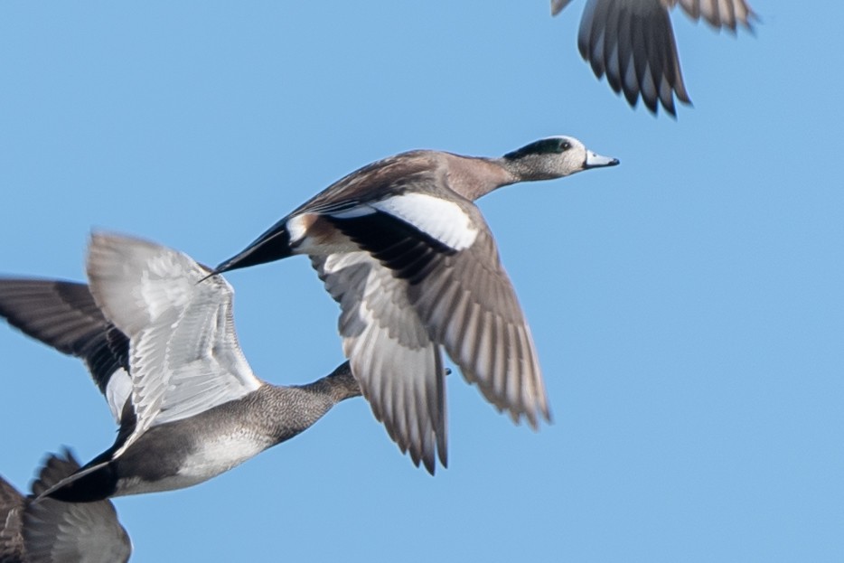 American Wigeon - ML413672701