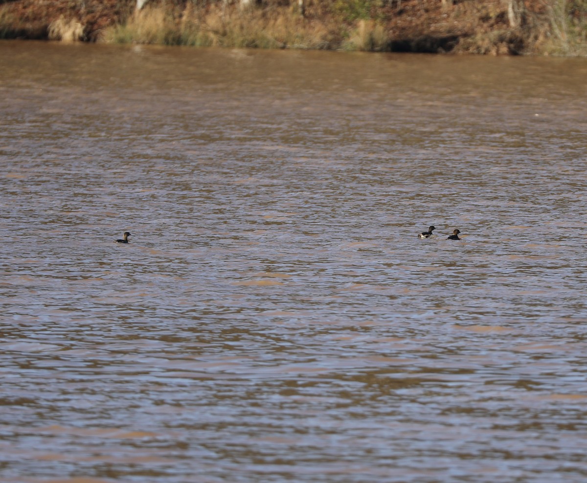 Pied-billed Grebe - ML413672801