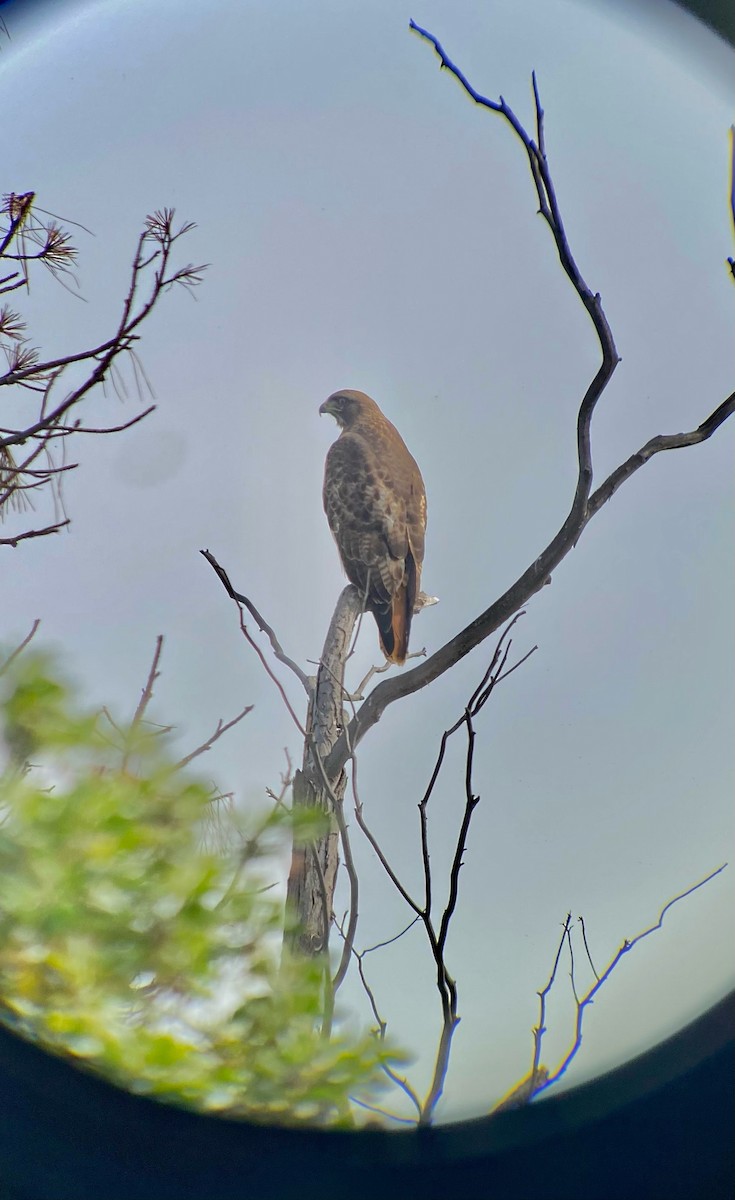 Red-tailed Hawk - Mary Ann Allan