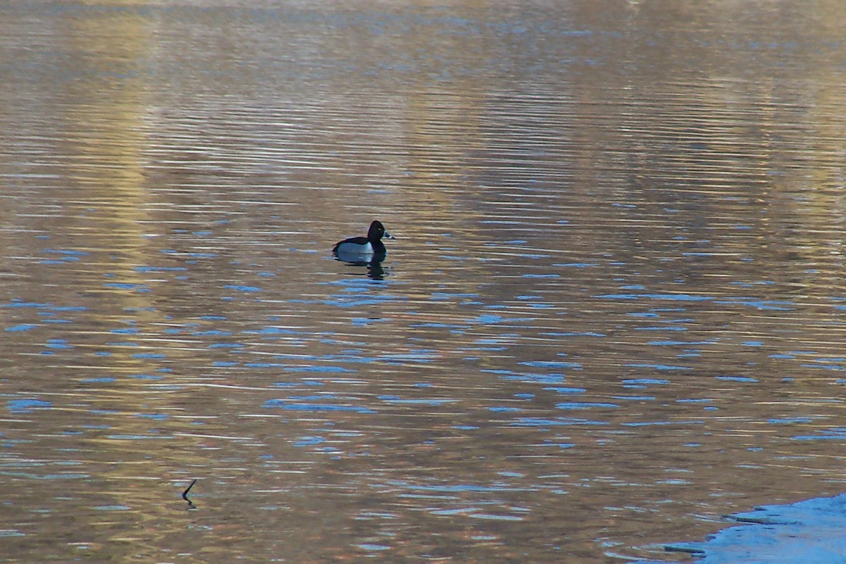 Ring-necked Duck - ML413673861