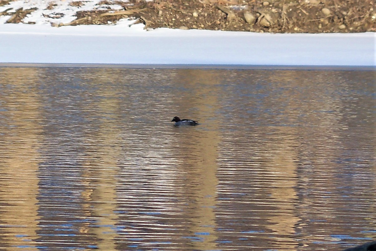 Common Goldeneye - ML413674151