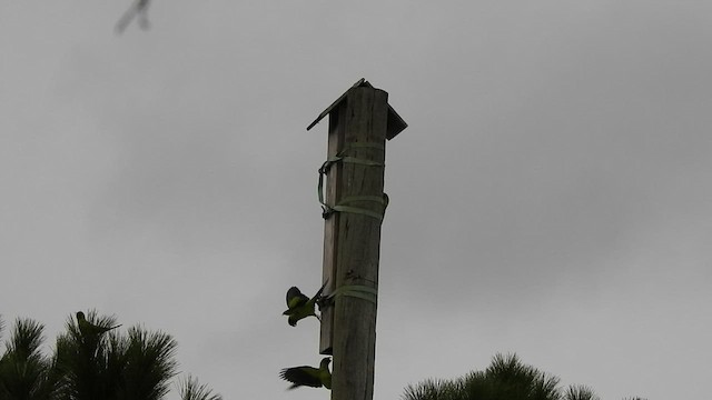 Conure nanday - ML413675461