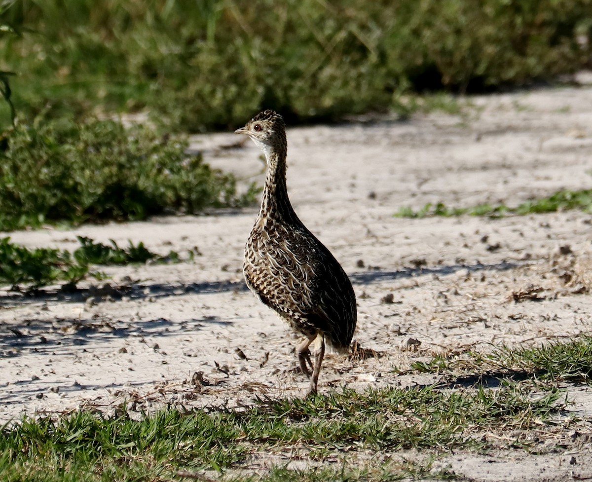 Spotted Nothura - ML413675531