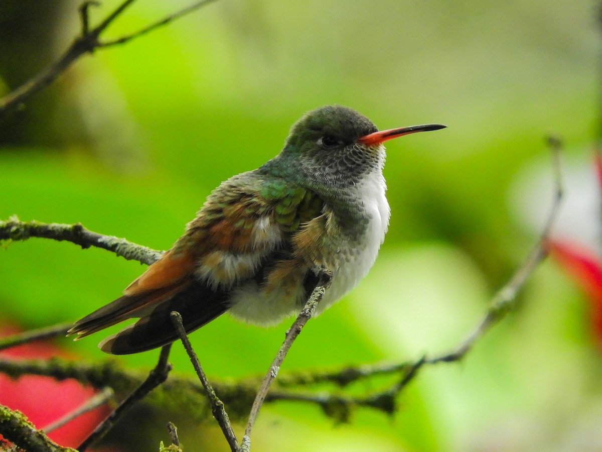 Amazilia Hummingbird - ML413675891