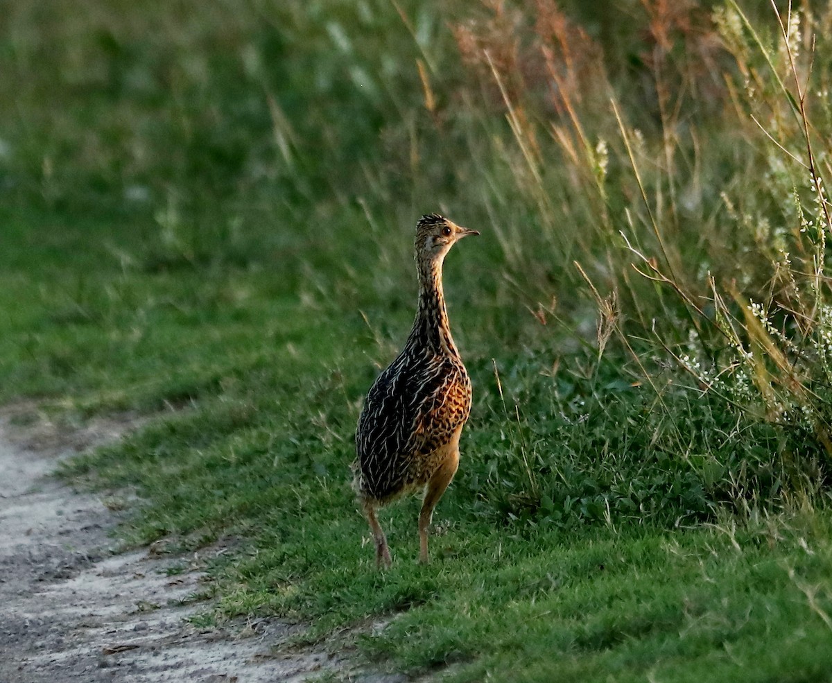 Spotted Nothura - ML413676371