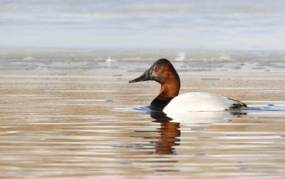 Canvasback - Henry Gorski