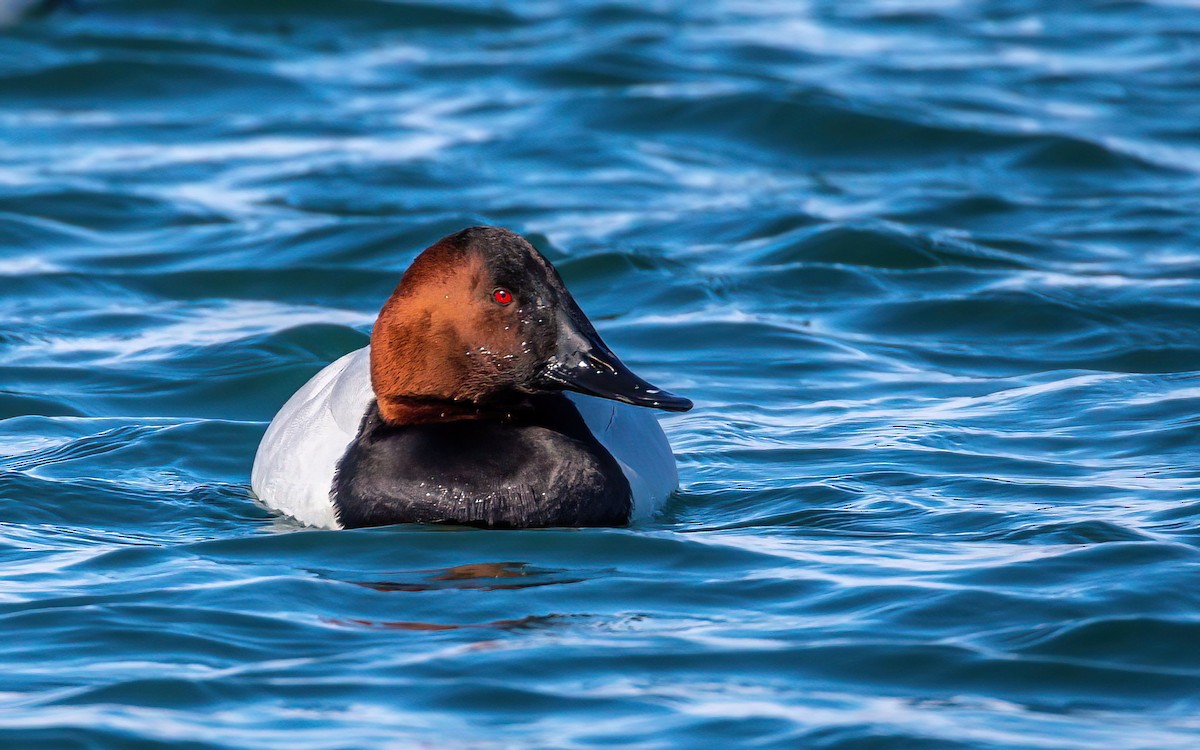 Canvasback - ML413677231