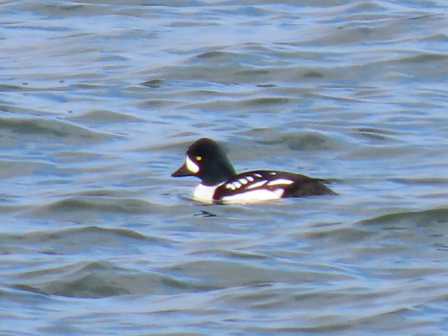 Barrow's Goldeneye - Phin Rouland