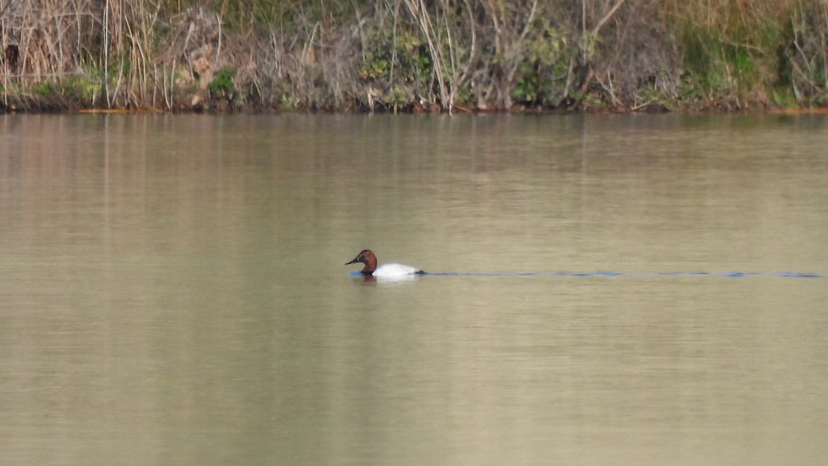 Canvasback - ML413677531