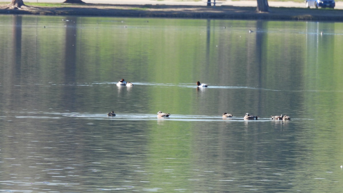 Canvasback - ML413677651