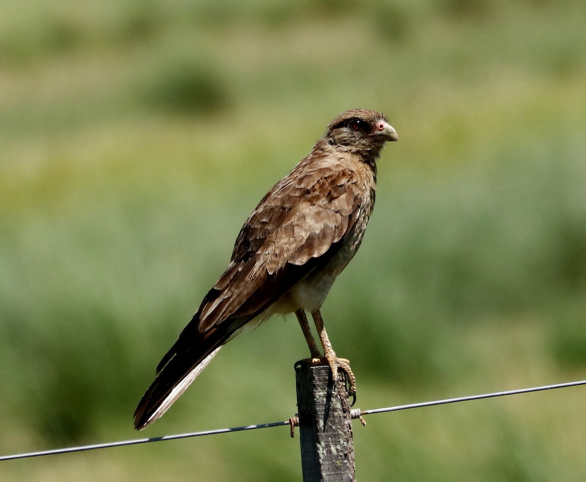 Chimango Caracara - ML413678821