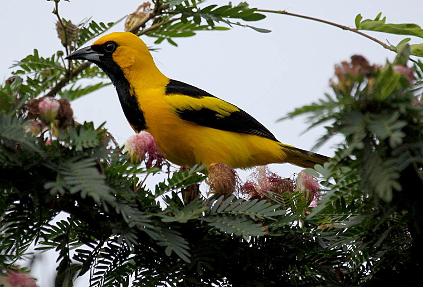 Yellow-tailed Oriole - ML41367921