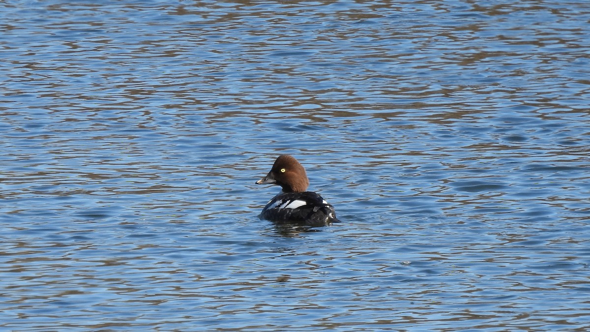 Common Goldeneye - ML413680621