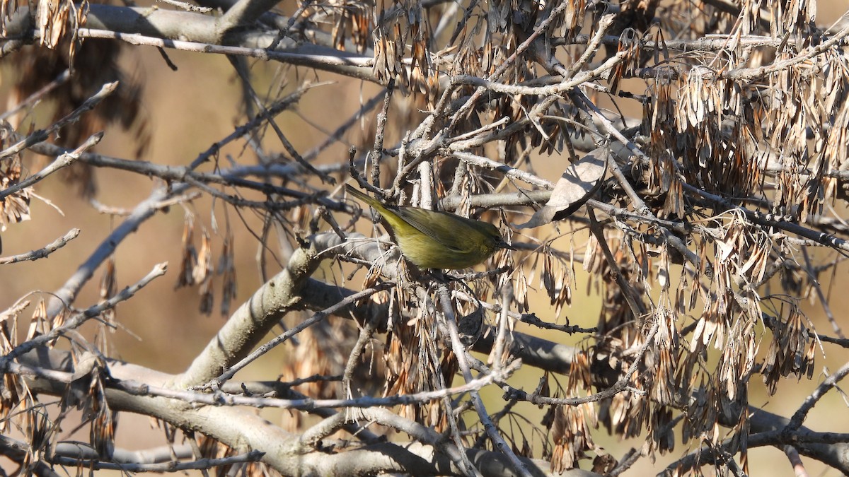 Orange-crowned Warbler - Karen Evans