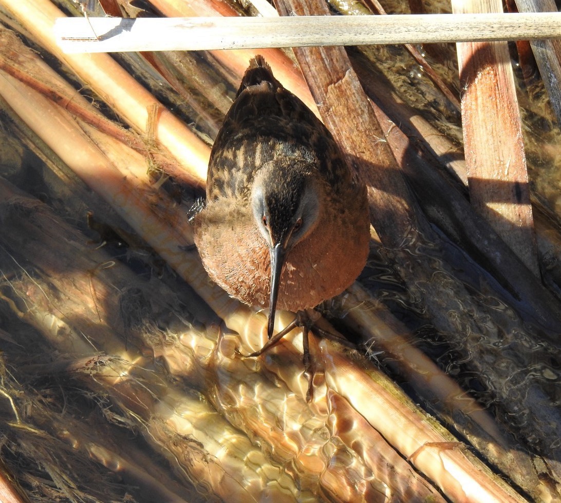 Virginia Rail - Shannon Young