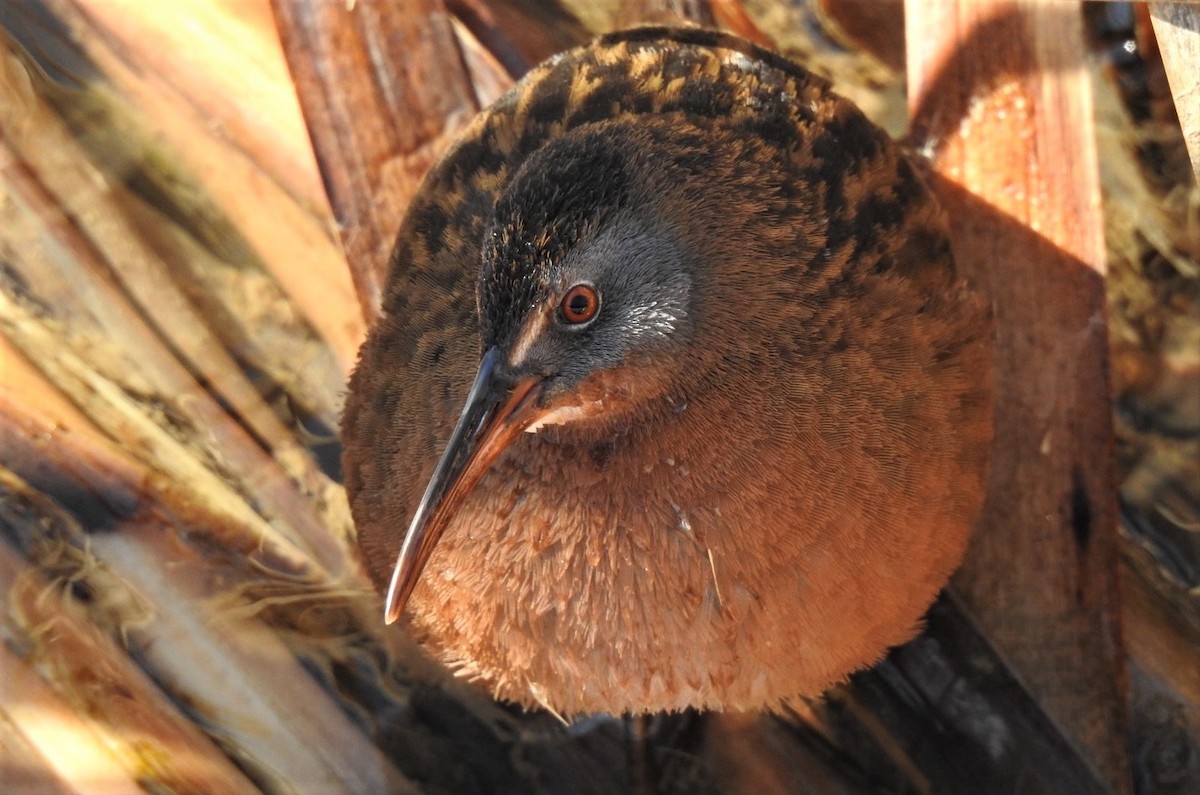 Virginia Rail - Shannon Young