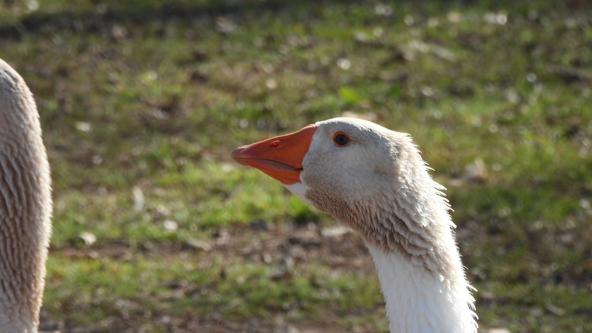 Swan Goose (Domestic type) - Karen Evans