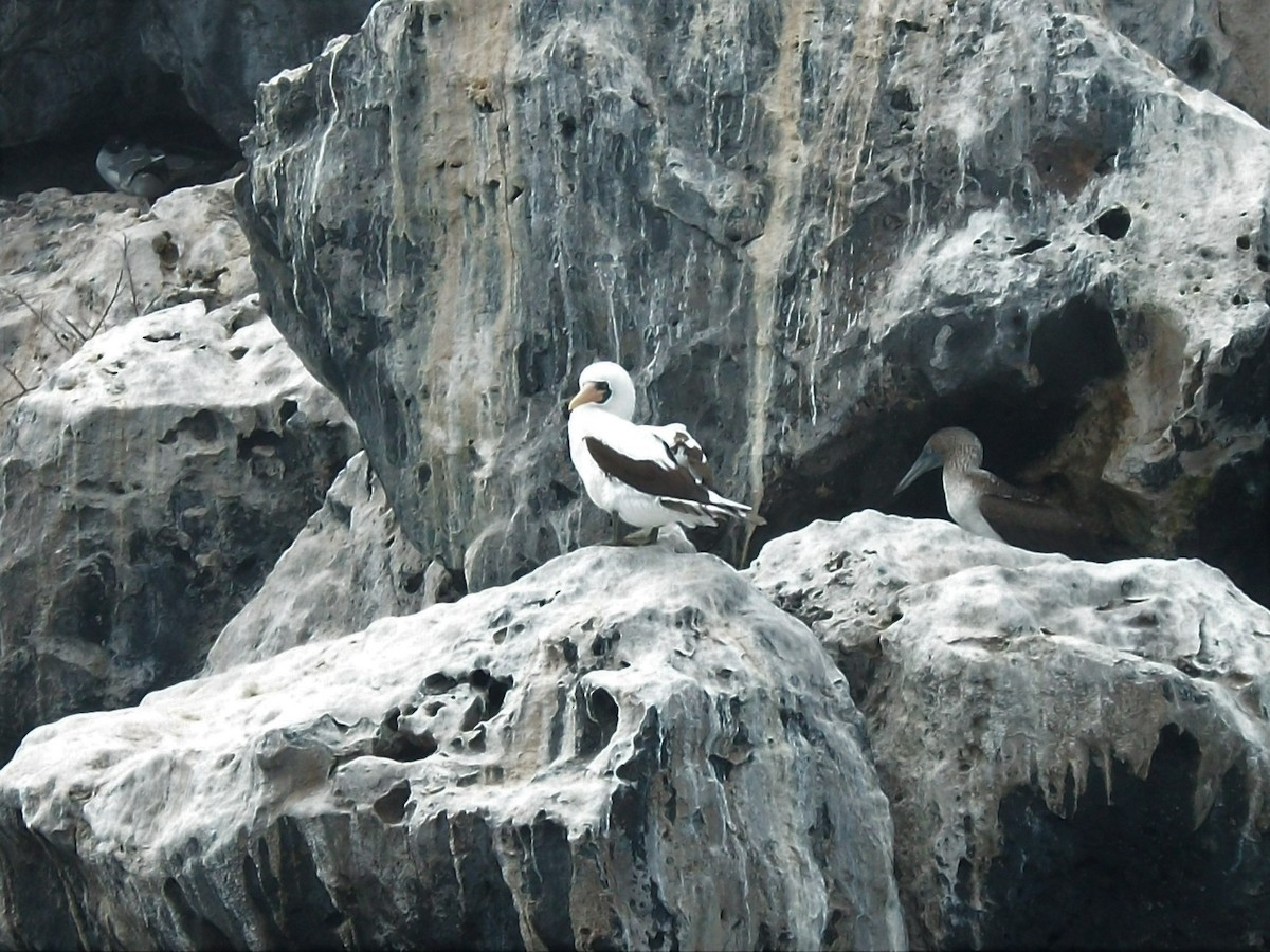 Nazca Booby - ML413686281