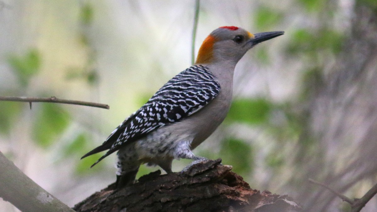Golden-fronted Woodpecker - Bob Scheidt