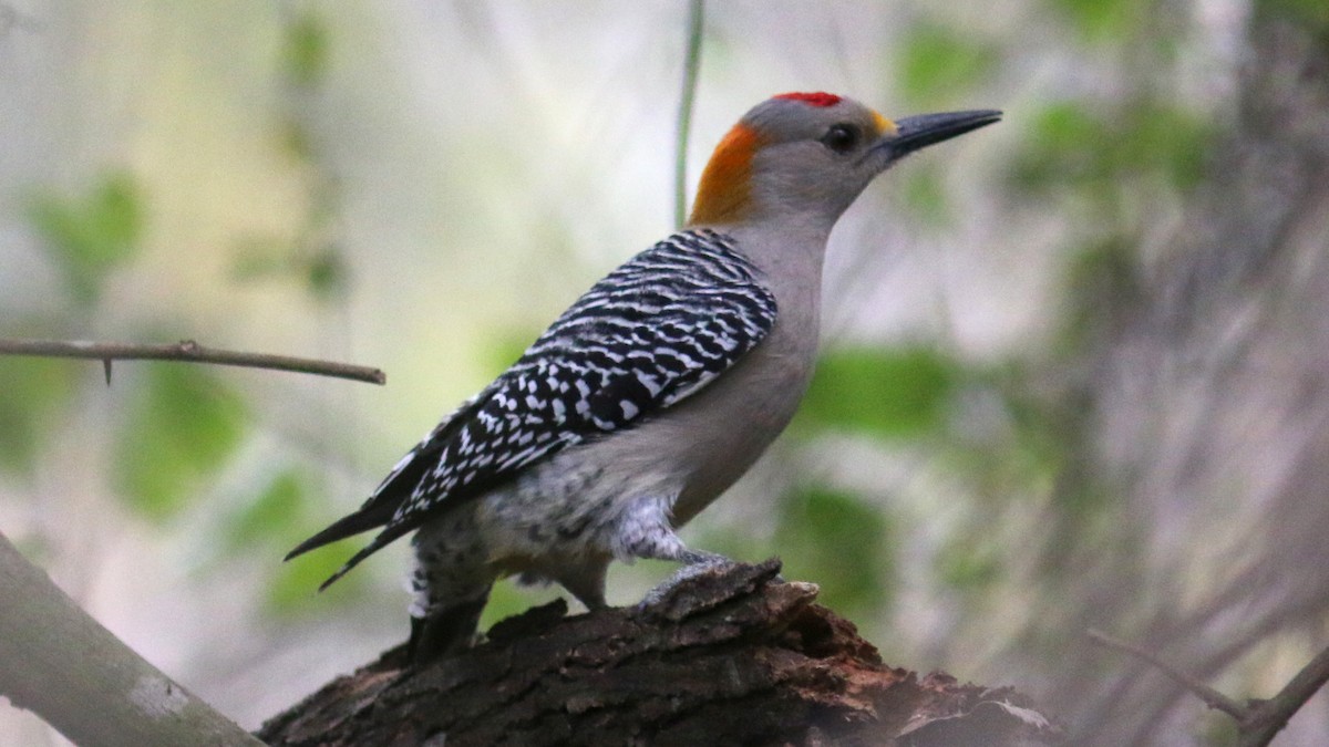 Golden-fronted Woodpecker - ML413687261