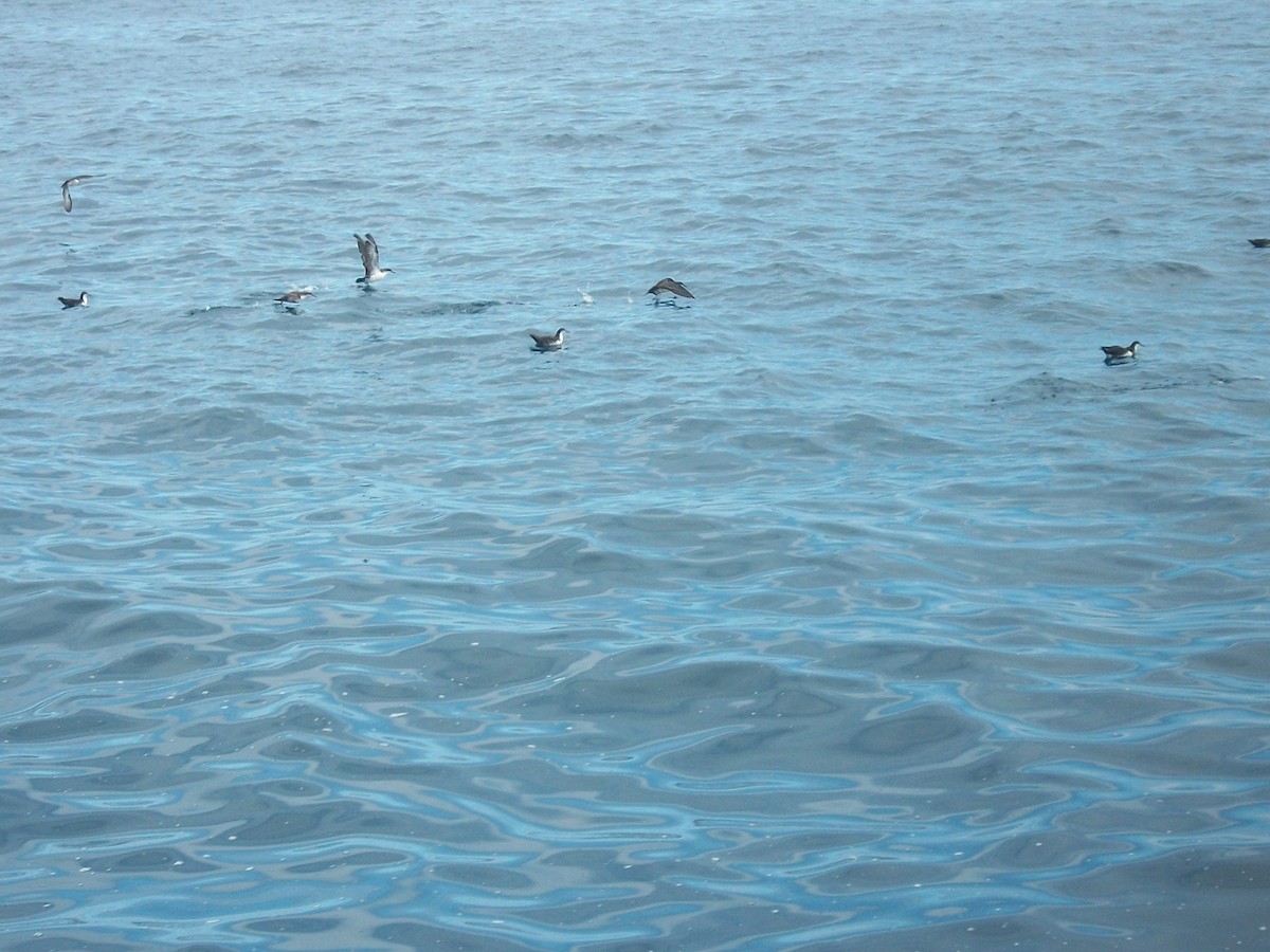 Galapagos Shearwater - ML413687681