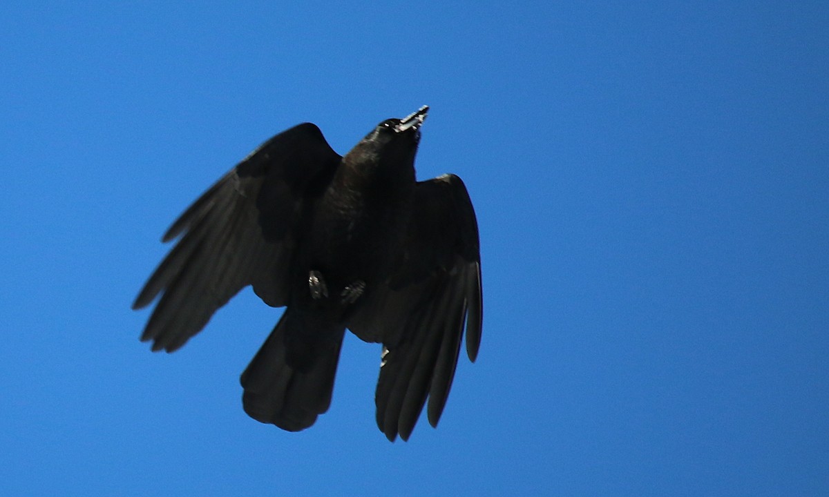 American Crow - ML413687891