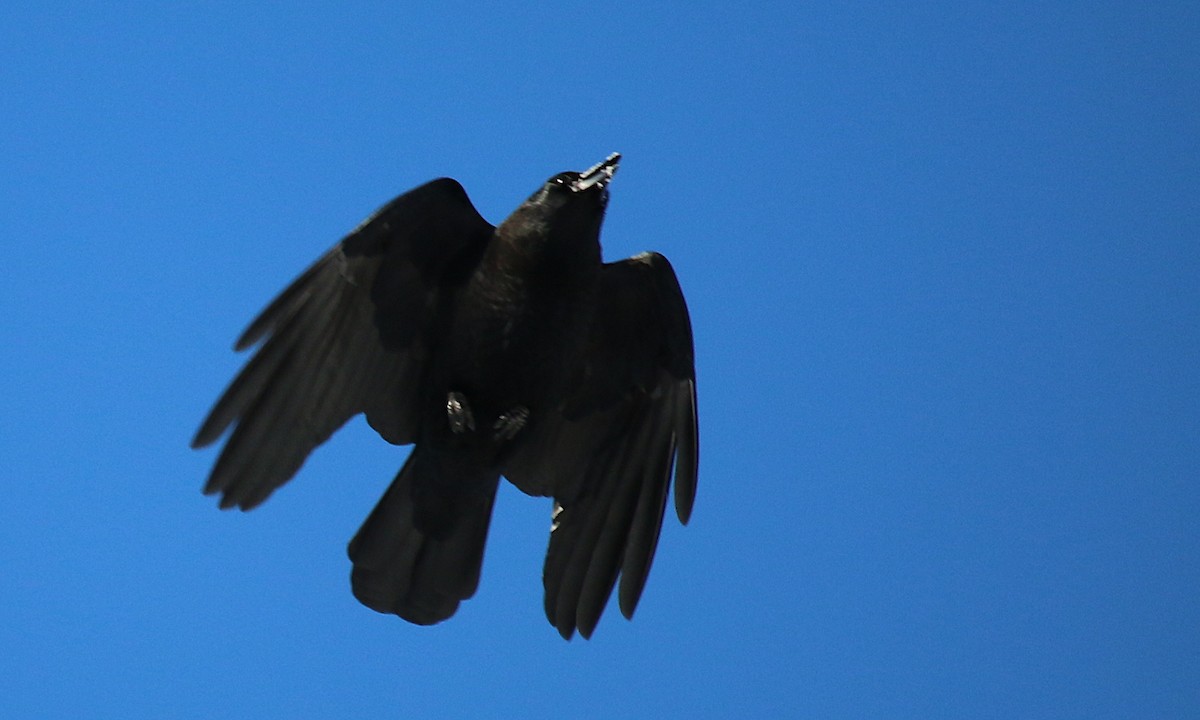 American Crow - Robert Pulone