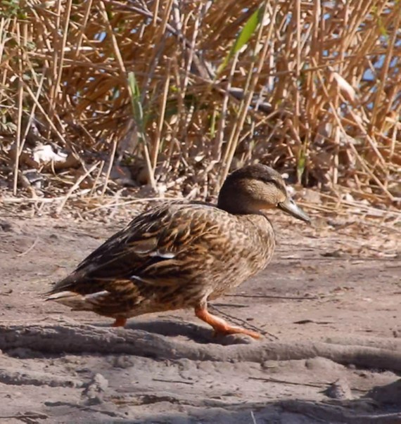 Mallard - Helio Ruipérez