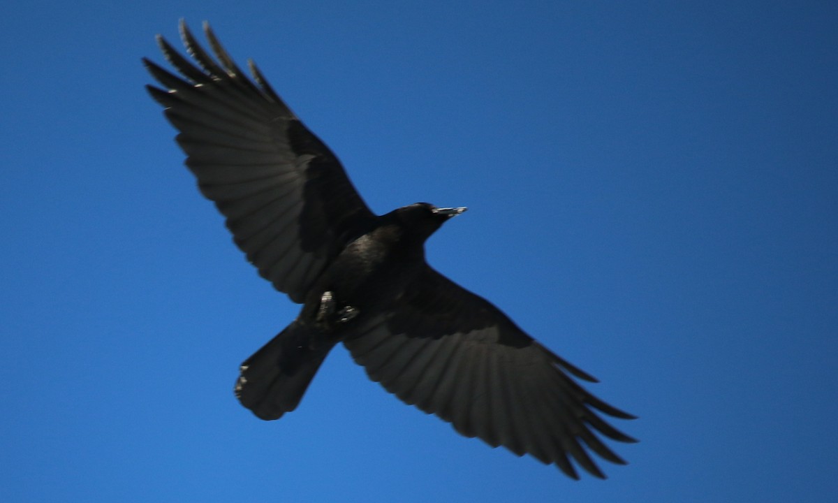 American Crow - ML413689471