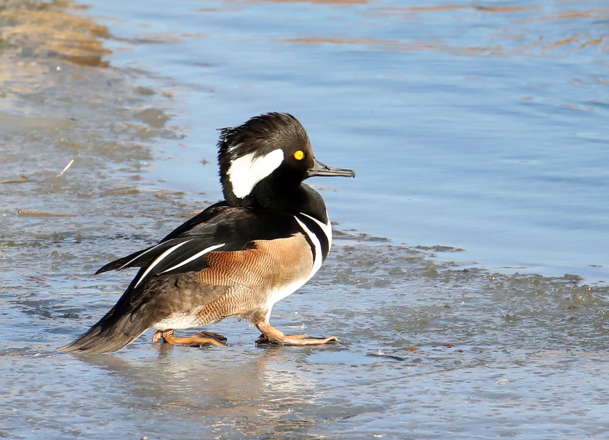 Hooded Merganser - ML413689891