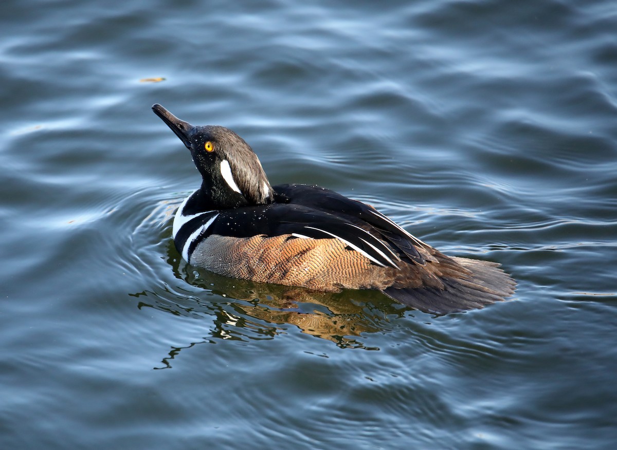 Hooded Merganser - Elizabeth Winter