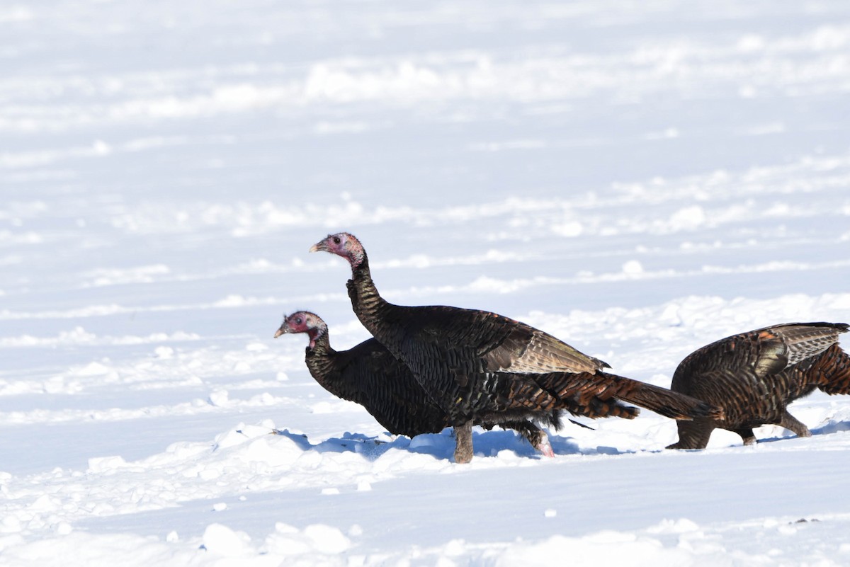 Wild Turkey - Andrea Heine