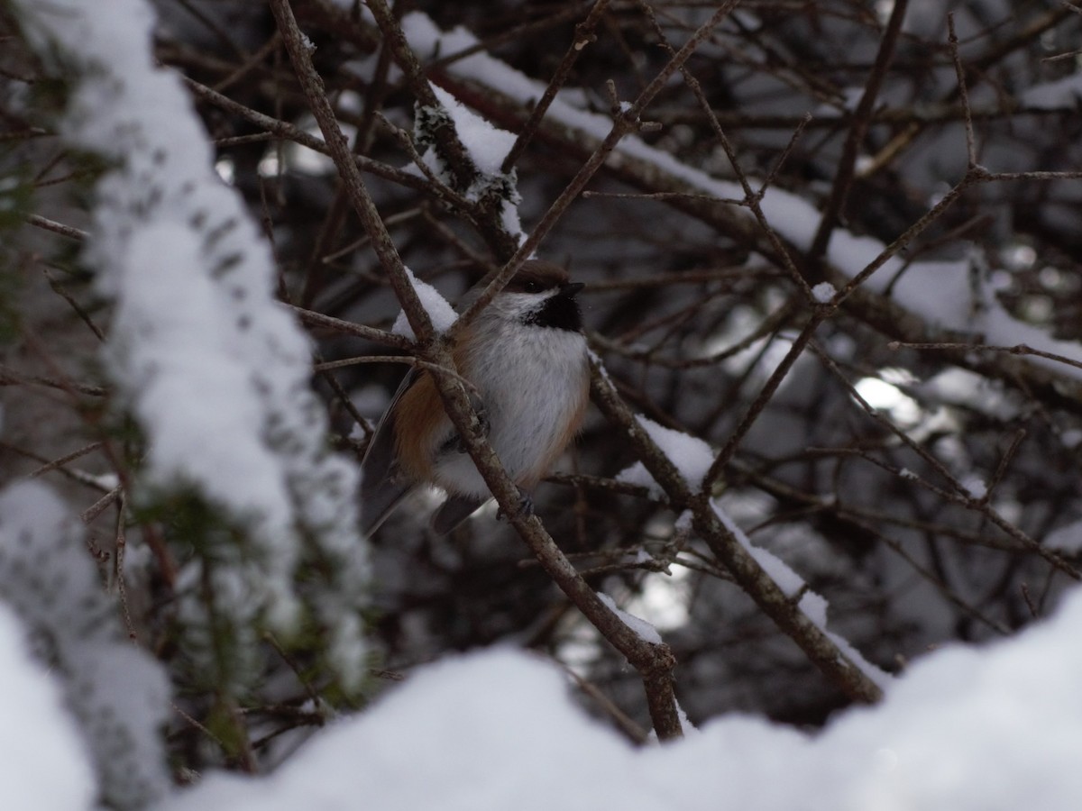 Boreal Chickadee - Michael Ingles