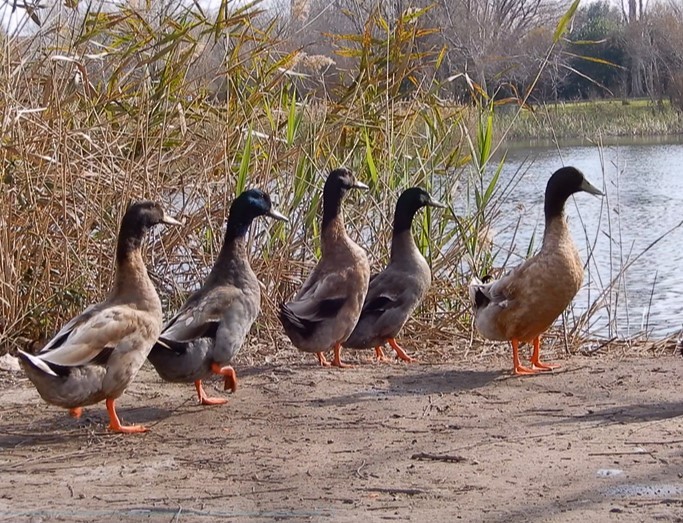 Mallard (Domestic type) - ML413692401