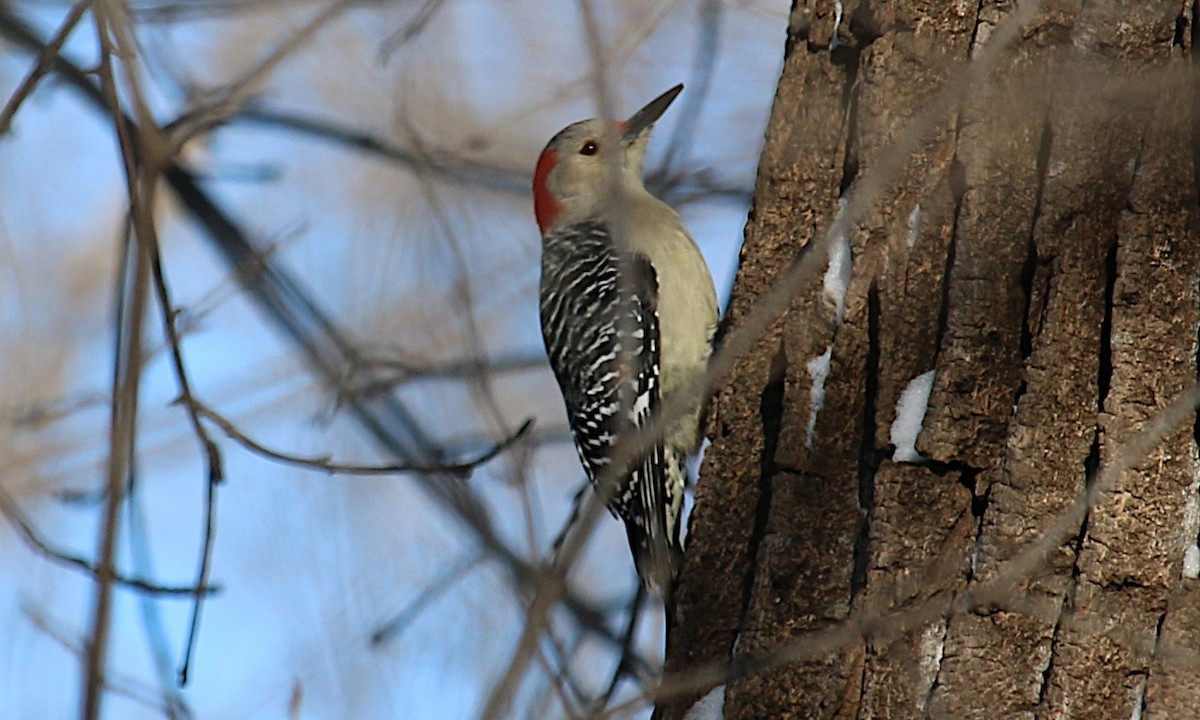 Red-bellied Woodpecker - ML413692651