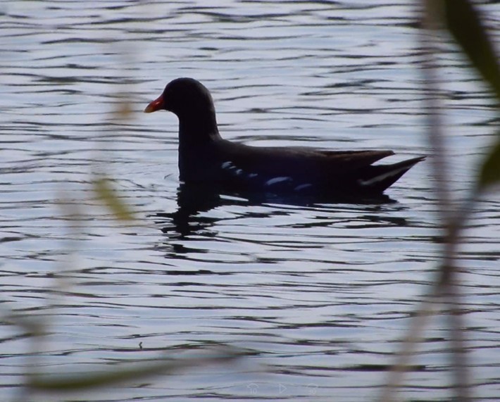 Eurasian Moorhen - ML413693841