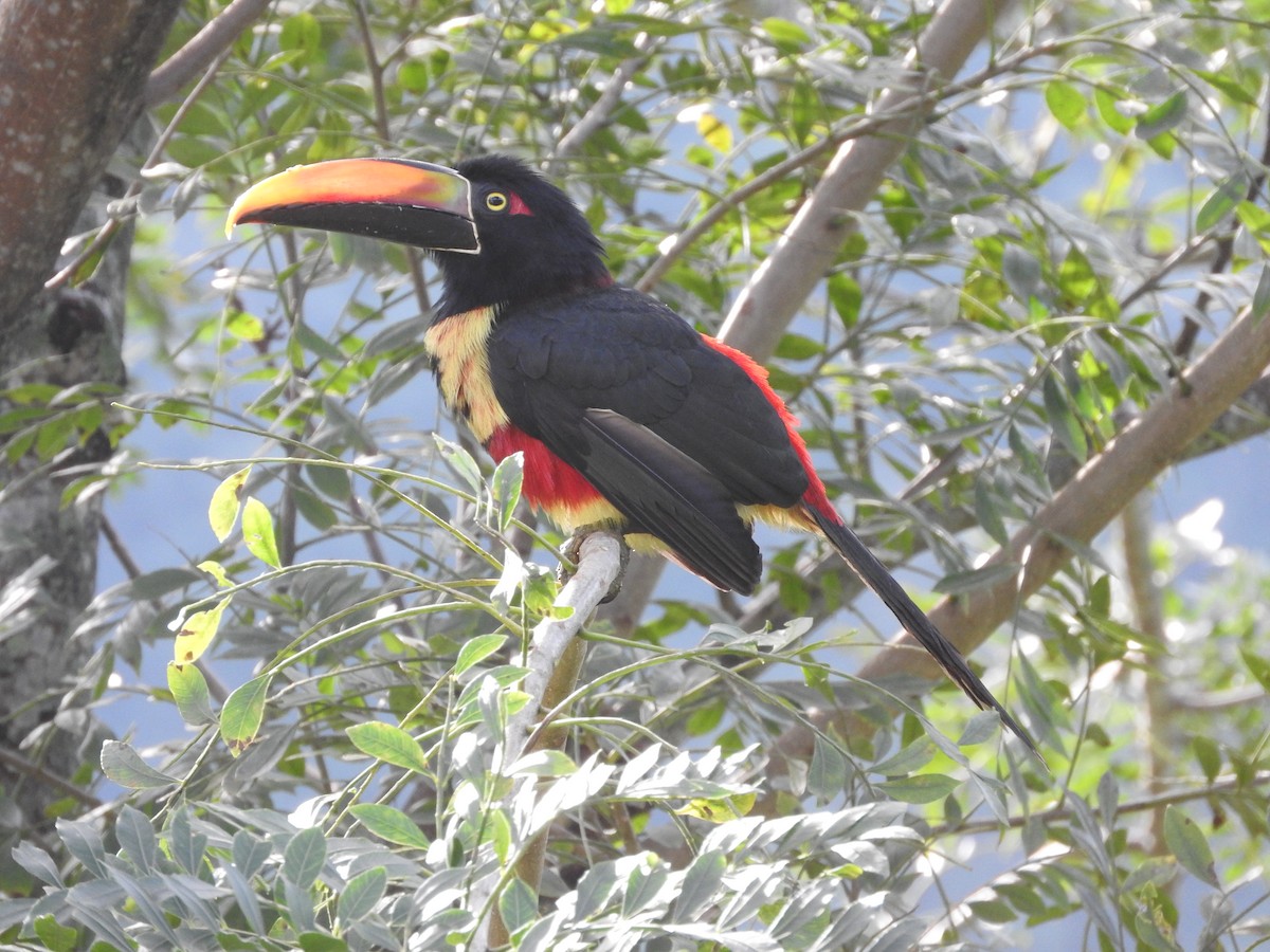 Fiery-billed Aracari - Connie Lentz