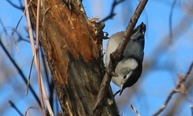 White-breasted Nuthatch - ML413694611