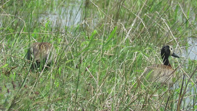 White-faced Whistling-Duck - ML413694851