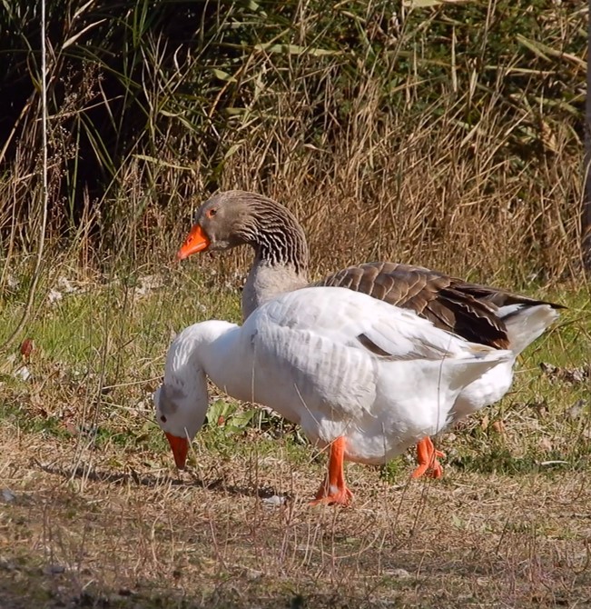 Graylag Goose (Domestic type) - ML413695481
