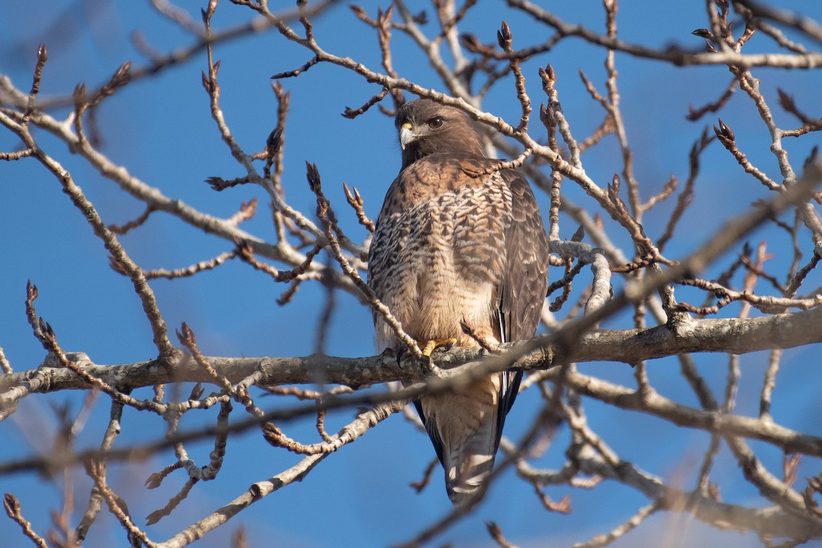 Red-tailed Hawk - ML413695861
