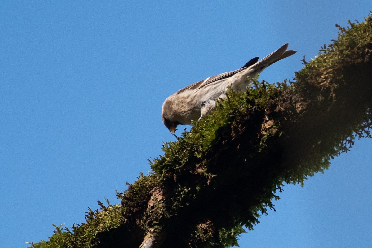 Common Redpoll - ML413695921